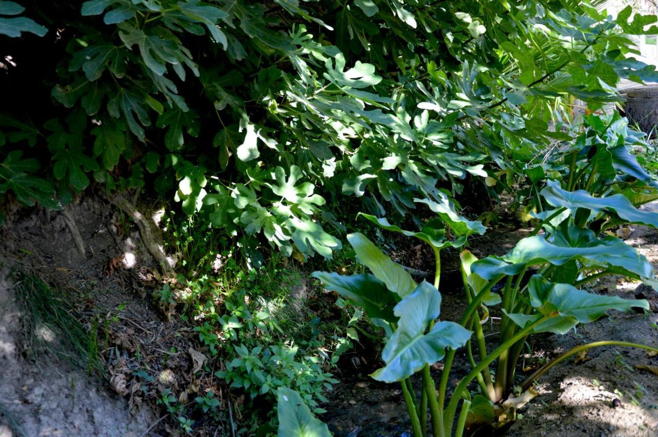 Ecoalbergue Rural De Algodonales Bagian luar foto